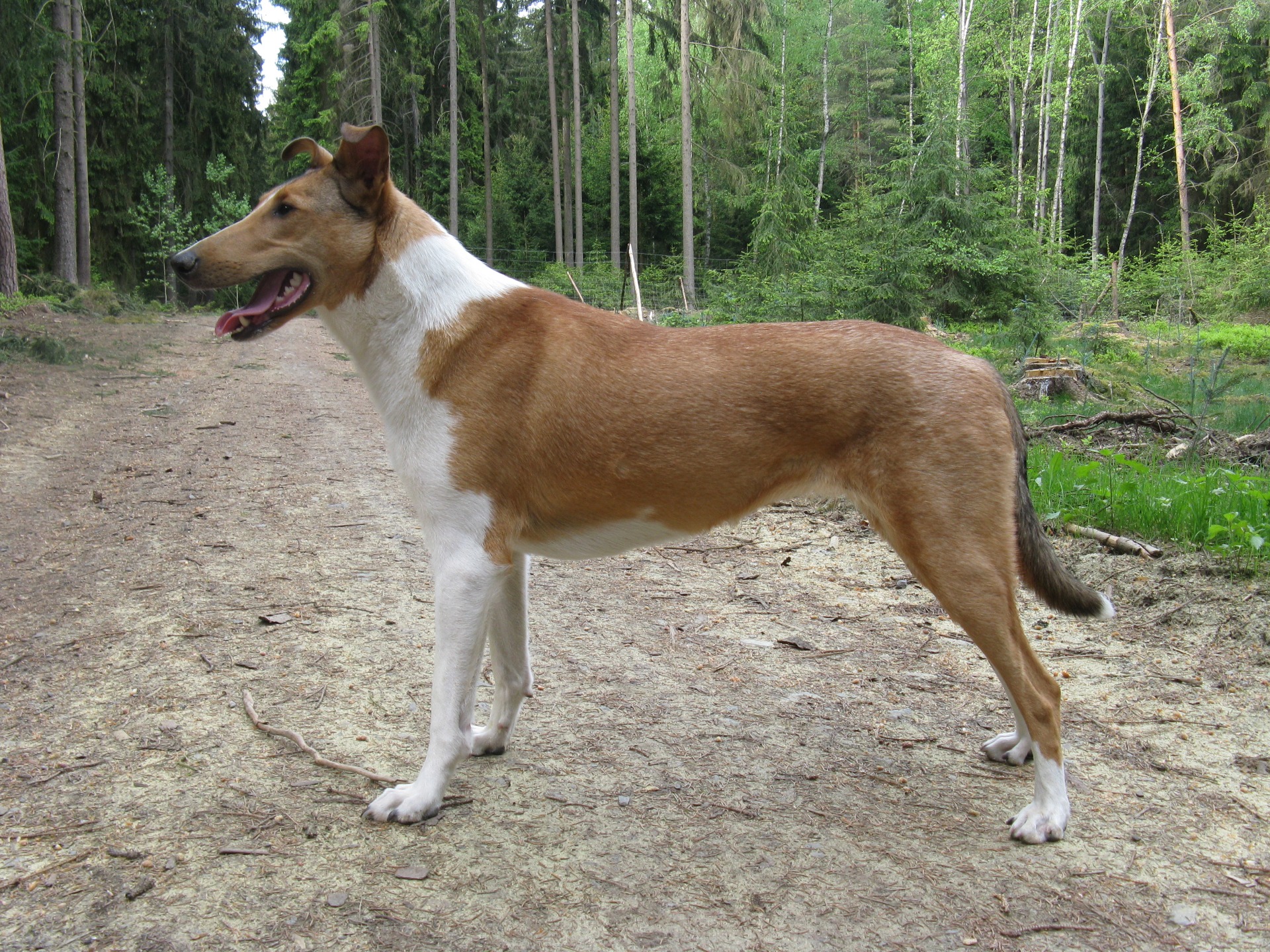 ♀ Baya Connie Aneliso